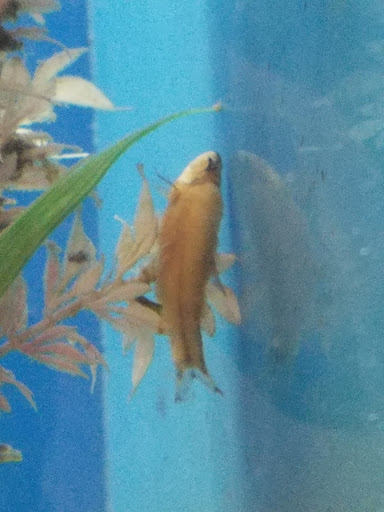 Pet Supply Store «PetSmart», reviews and photos, 3680 S US Hwy 41, Terre Haute, IN 47802, USA