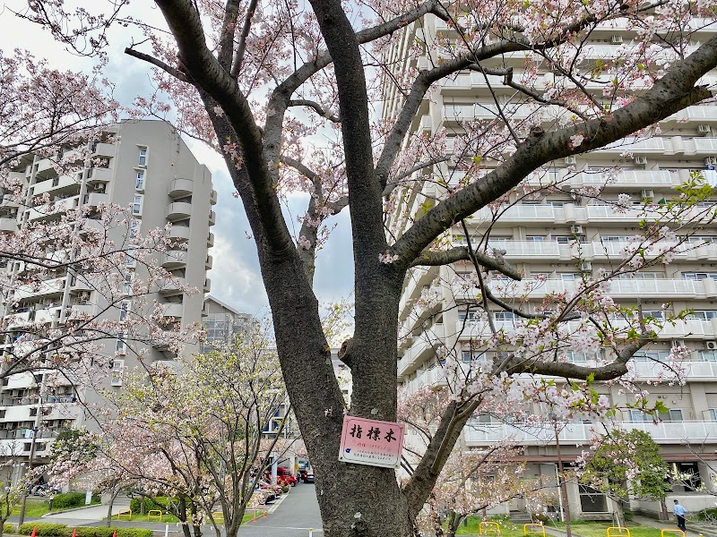 小松川千本桜指標木