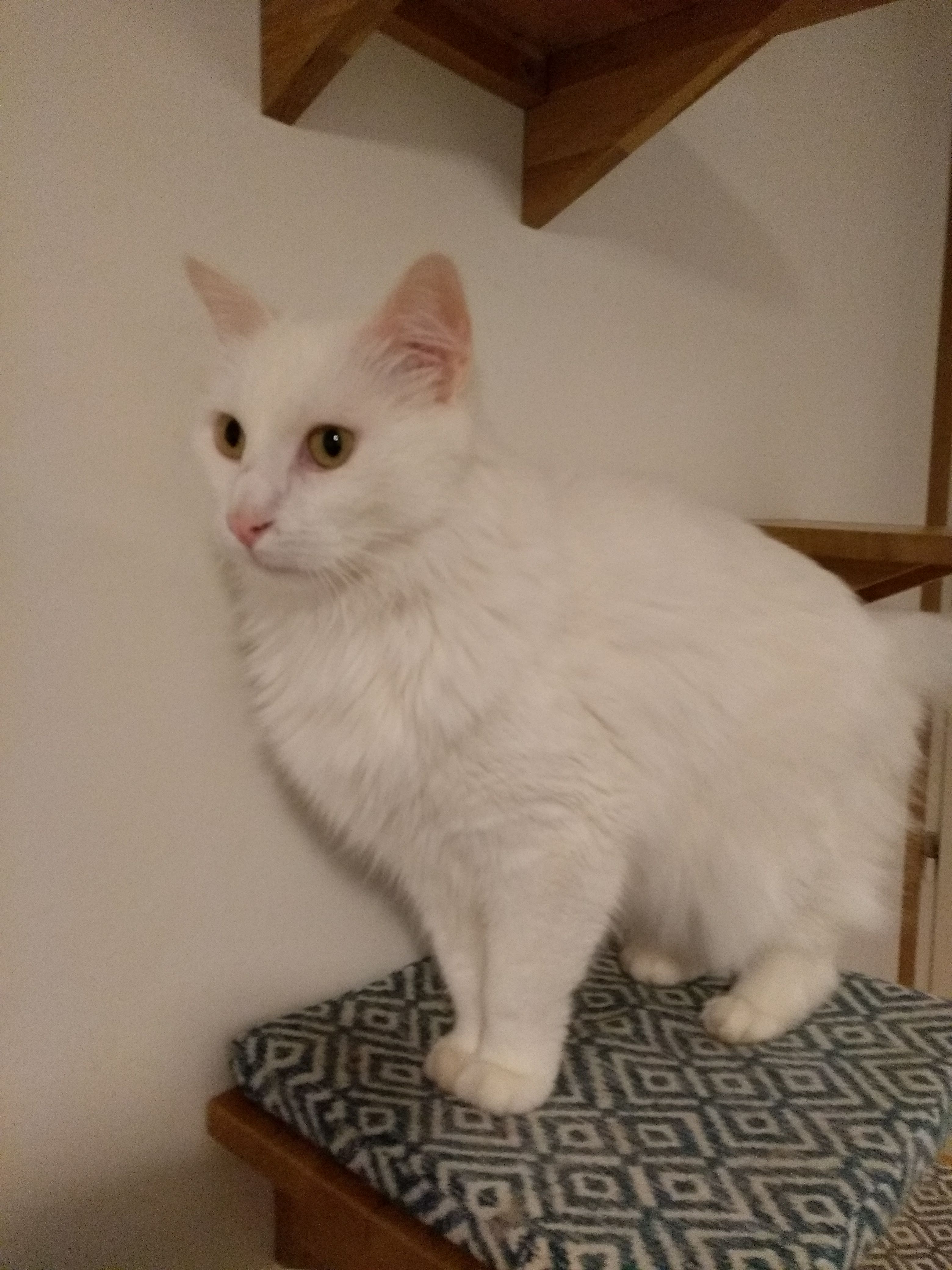 Photo n° 3 de l'avis de Romane. fait le 03/06/2019 à 21:26