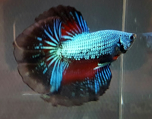 Pet Store «Zoo Pet Center», reviews and photos, 828 Washington St, Peekskill, NY 10566, USA