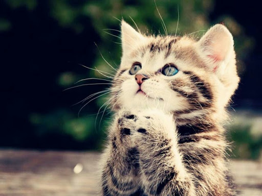 Used Car Dealer «Any Car USA», reviews and photos, 2510 Merchant Ave, Odessa, FL 33556, USA