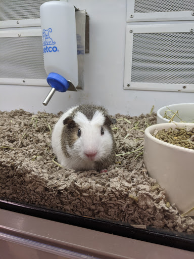 Pet Supply Store «Petco Animal Supplies», reviews and photos, 1391 NJ-35, Middletown, NJ 07748, USA