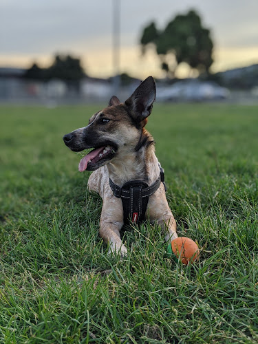 Cog Park Dog Exercise Area - Wellington