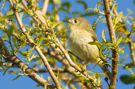 Park «Secret Lake Park», reviews and photos, 200 N Triplet Lake Dr, Casselberry, FL 32707, USA