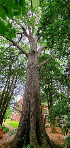 Museum «Kenmore», reviews and photos, 1201 Washington Ave, Fredericksburg, VA 22401, USA