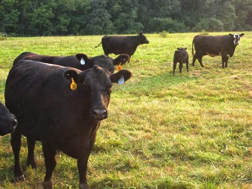 Winery «Rocklands Farm», reviews and photos, 14525 Montevideo Rd, Poolesville, MD 20837, USA