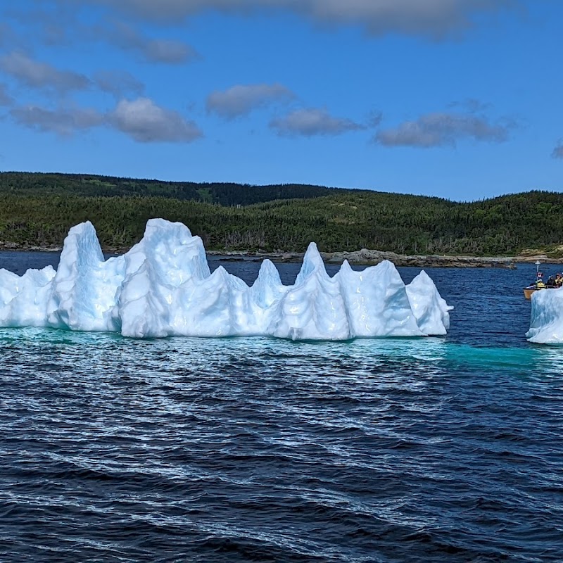 Northland Discovery Iceberg & Whale Tours