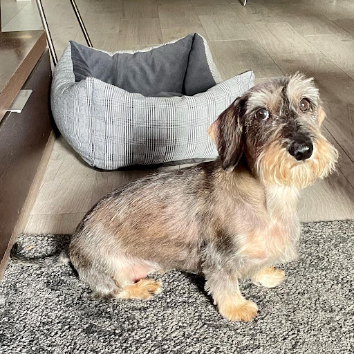 Clínica Veterinaria Marbella en Marbella