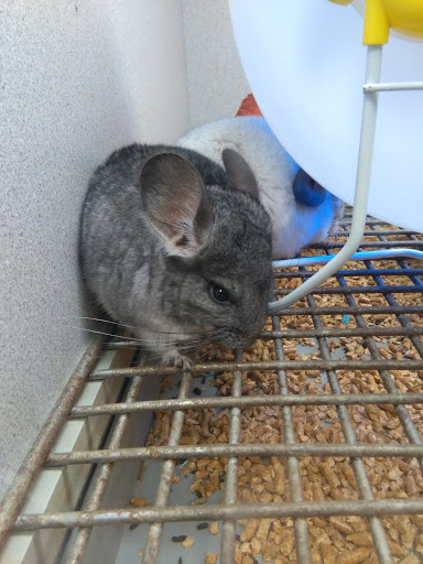 Pet Store «Fish Bowl», reviews and photos, 2117 E Race Ave, Searcy, AR 72143, USA