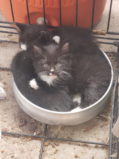 Pet Supply Store «Petco Animal Supplies», reviews and photos, 1415 E Warner Rd, Gilbert, AZ 85296, USA