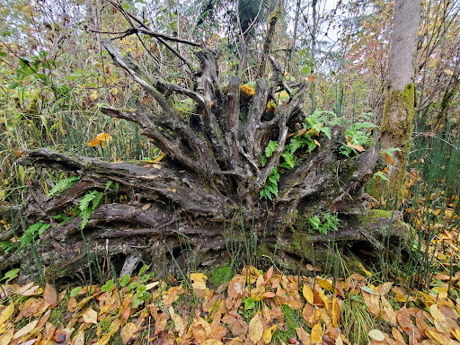 Park «Tualatin Hills Nature Park», reviews and photos, 15655 SW Millikan Way, Beaverton, OR 97006, USA