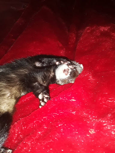 Pet Store «Feeders Supply», reviews and photos, 187 Adam Shepherd Pkwy # 2, Shepherdsville, KY 40165, USA