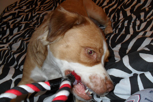 MAMAW'S COUNTRY DOG BISCUITS