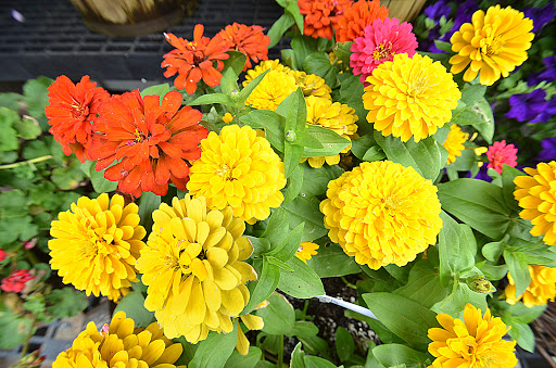 Florist «Flowerama Florist: Whitehall», reviews and photos, 4785 E Broad St, Whitehall, OH 43213, USA