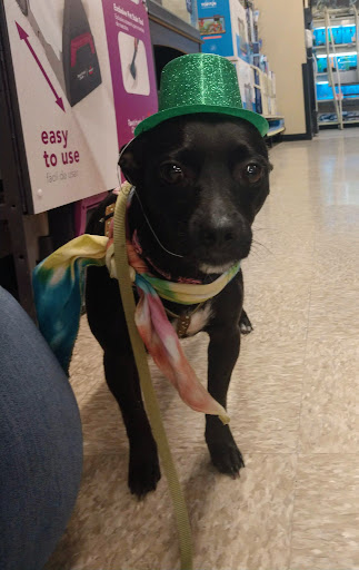 Pet Supply Store «PetSmart», reviews and photos, 2391 NJ-66, Ocean Township, NJ 07712, USA