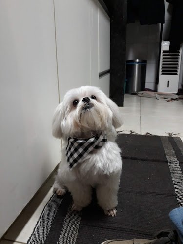 CAT DOG - Consultório Veterinário e Pet Shop - Veterinário