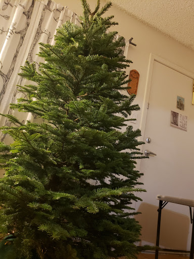 Christmas tree farm Surprise