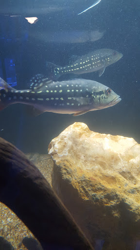 Tropical Fish Store «Aquatic Kingdom Aquariums», reviews and photos, 18757 E Hampden Ave #160, Aurora, CO 80013, USA