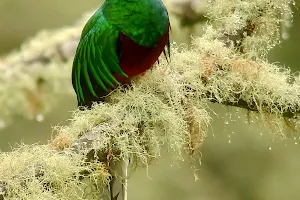 Parque Nacional Los Quetzales image