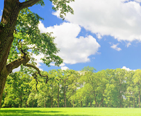 Simon Lawn Care Service - Photo 8 - Car repair in , Birmingham