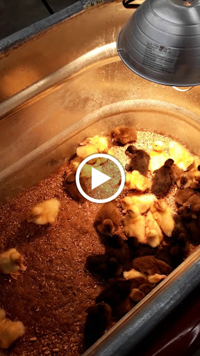 Department Store «Rural King», reviews and photos, 2947 S Washington St, Kokomo, IN 46902, USA