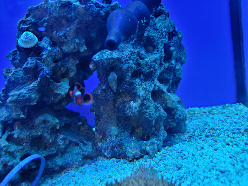 Pet Supply Store «Petco Animal Supplies», reviews and photos, 25451 Horace Harding Expy, Little Neck, NY 11362, USA