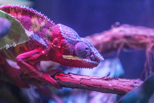 Zoo «Good Zoo & Benedum Theater», reviews and photos, 465 Lodge Dr, Wheeling, WV 26003, USA