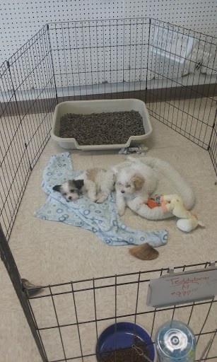 Pet Supply Store «Shaggy Dog Puppies & Supplies», reviews and photos, 47567 Van Dyke, Shelby Charter Township, MI 48317, USA