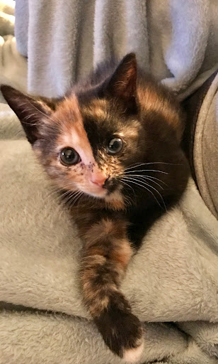 Animal Shelter «Humane Society of Ocean City», reviews and photos, 1 Shelter Rd, Ocean City, NJ 08226, USA