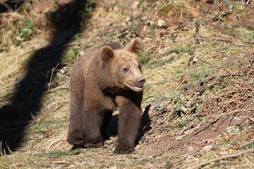Alternative Wolf and Bear Park Black Forest unter Bad Rippoldsau-Schapbach, 