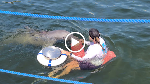 Recreation «Dolphins Plus Oceanside», reviews and photos, 31 Corinne Pl, Key Largo, FL 33037, USA