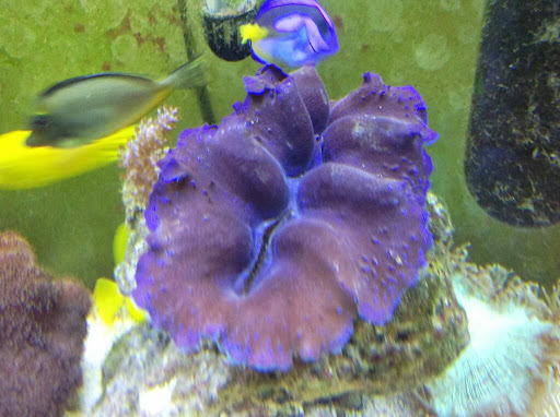 Pet Supply Store «Petco Animal Supplies», reviews and photos, 4820 South Baldwin Road #3B, Orion Township, MI 48359, USA