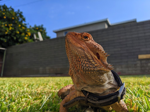 Tropical Fish Store «Sunset Pet & Supplies», reviews and photos, 1373 Sunset Blvd, Los Angeles, CA 90026, USA
