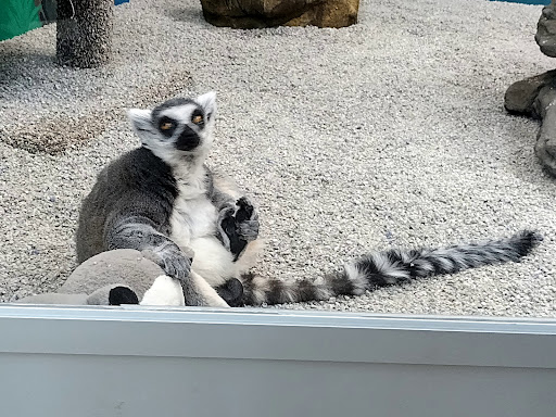 Pet Store «Incredible Pets Inc», reviews and photos, 2255 N Wickham Rd # 102, Melbourne, FL 32935, USA