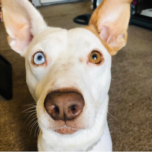 Pet Supply Store «PetSmart», reviews and photos, 211 W Alexander St A, Plant City, FL 33563, USA