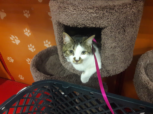 Pet Supply Store «Petco Animal Supplies», reviews and photos, 10235 Indianapolis Blvd, Highland, IN 46322, USA