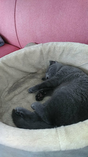 Sporting Goods Store «Tri Sport Junction», reviews and photos, 7568 Main St b, Sykesville, MD 21784, USA