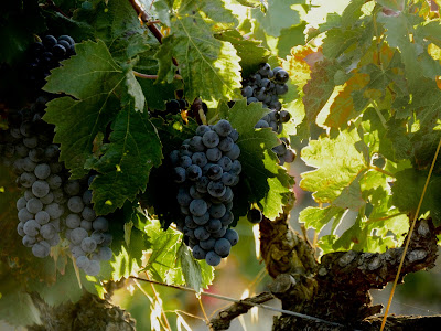 Terre des Dames à Murviel-lès-Béziers