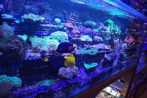 Deep Reef Marine Aquarium image