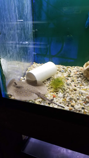 Tropical Fish Store «Pass Road Pet Center (Just Fish)», reviews and photos, 1939 Pass Rd, Biloxi, MS 39531, USA