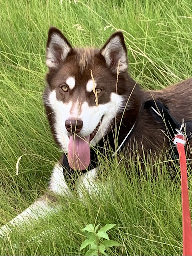 Pet Supply Store «All Natural Pet Supply», reviews and photos, 10501 NE Hwy 99 # 39, Vancouver, WA 98686, USA