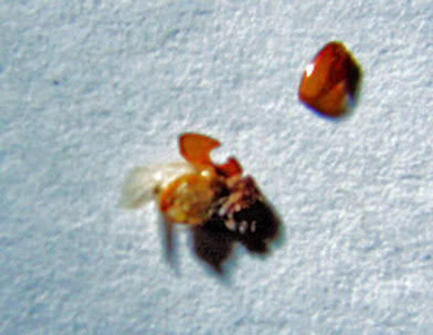 Wind River Tobacco Co-Warehouse, 215 Evergreen Dr, Springfield, TN 37172, USA, 