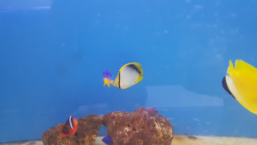 Tikis Tropical Fish image