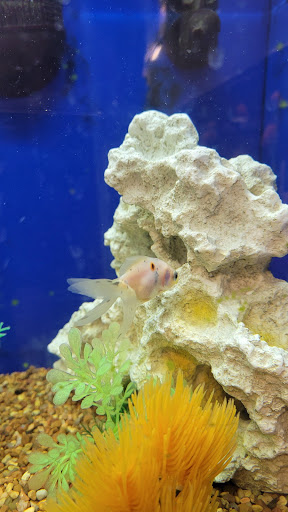 Pet Supply Store «PetSmart», reviews and photos, 4824 211th St, Matteson, IL 60443, USA