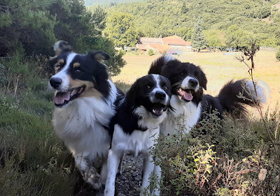 Company Pattes et Campagne à Le Poujol-sur-Orb