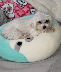 Pet Sitter Frederick - Photo 2 - Car repair in , Hagerstown