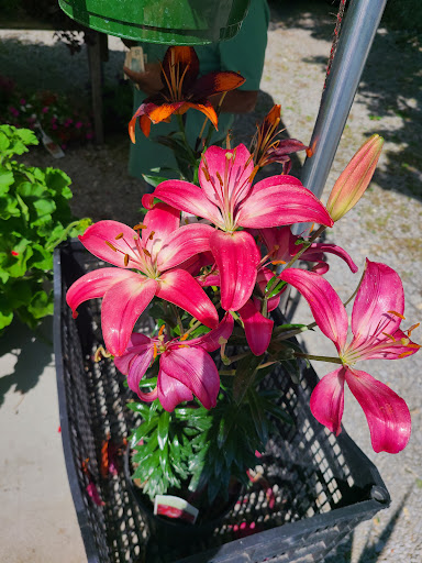 Flea Market «Parkland Flea Market & Restaurant», reviews and photos, 4994 Murfreesboro Rd, Lebanon, TN 37090, USA