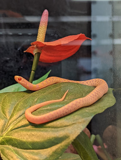 Pet Store «Petland», reviews and photos, 1600 Turner McCall Blvd, Rome, GA 30161, USA