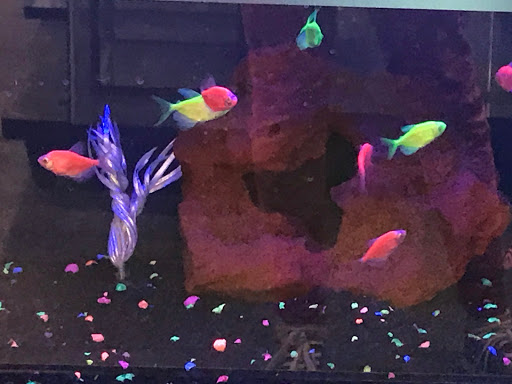 Pet Supply Store «Petco Animal Supplies», reviews and photos, 8700 Preston Rd #105, Plano, TX 75024, USA