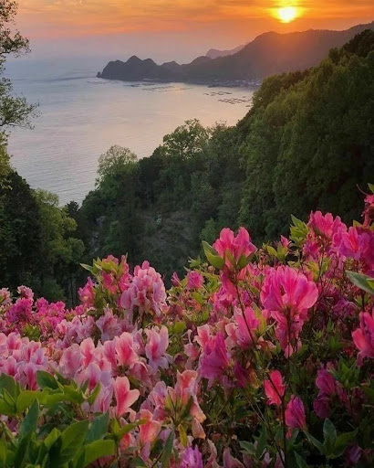 Florist «French Tulip Flower Shop», reviews and photos, 3903 24th St, San Francisco, CA 94114, USA